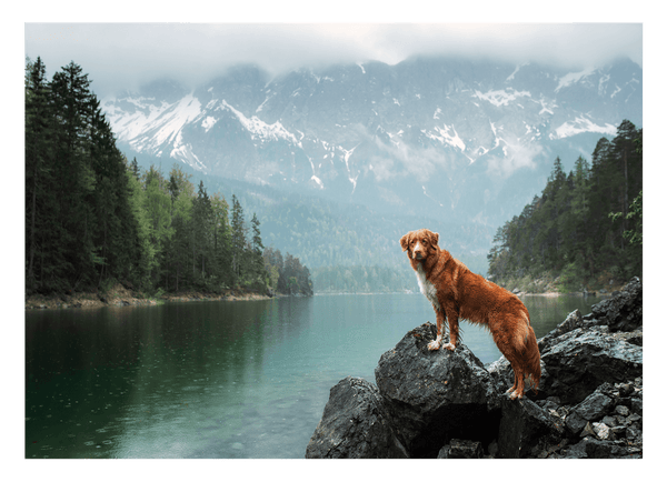 Hund in Berglandschaft