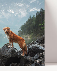 After Hover: Dog in mountain landscape