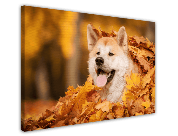 Akita Inu im Laub