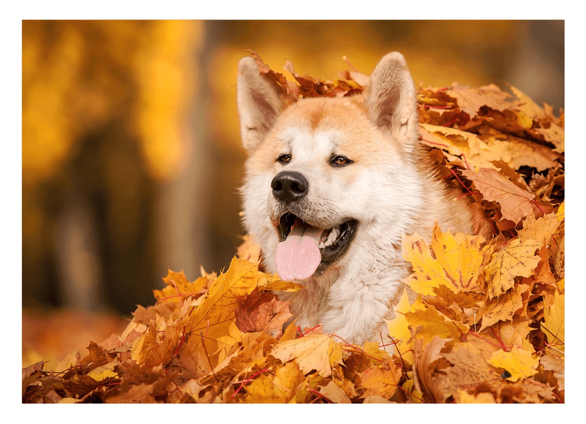 Akita Inu im Laub