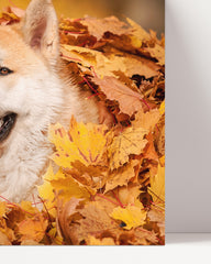 After Hover: Akita Inu in the leaves