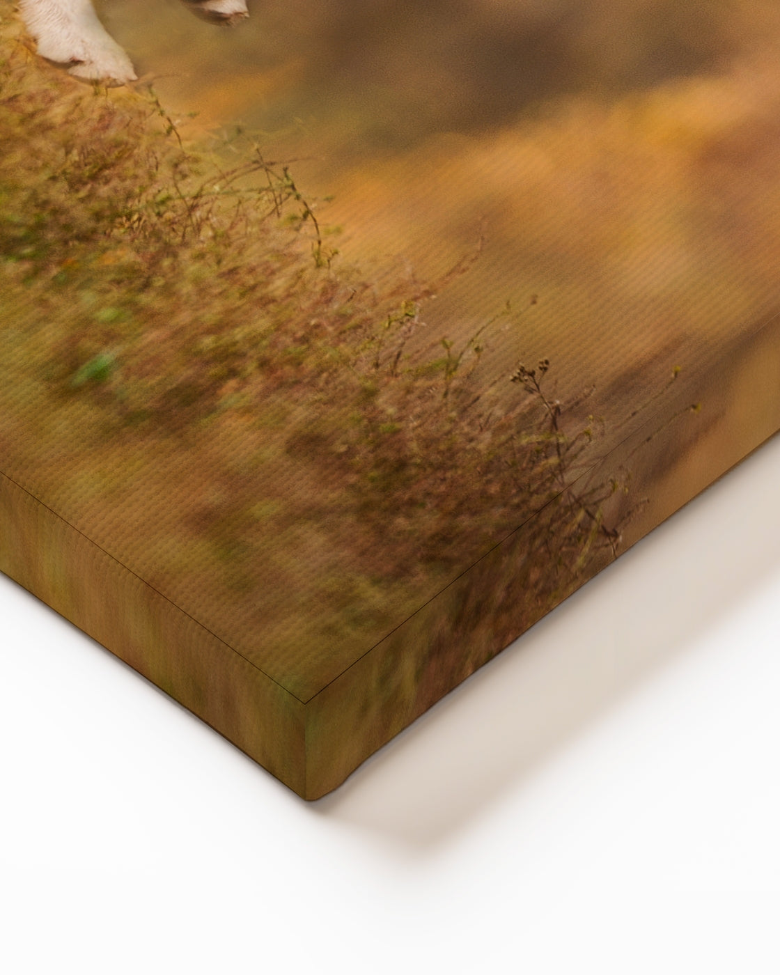 stretched-canvas
