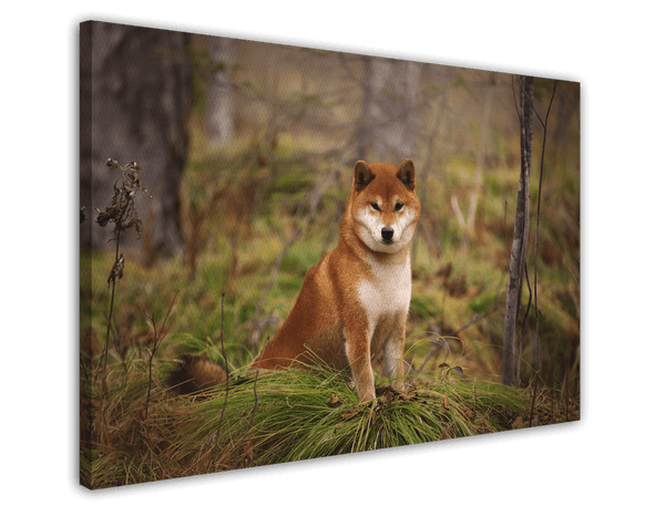 Shiba Inu im Wald