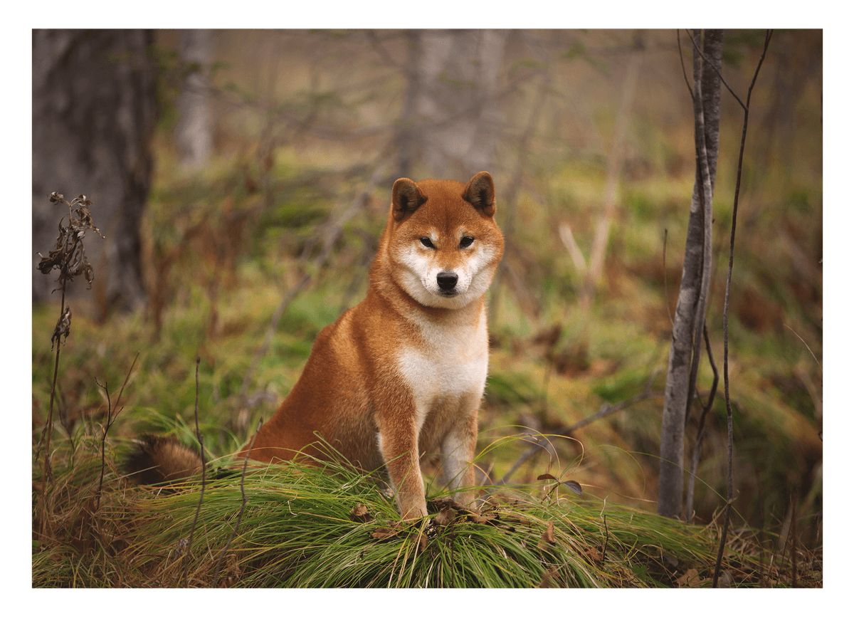 Shiba Inu im Wald