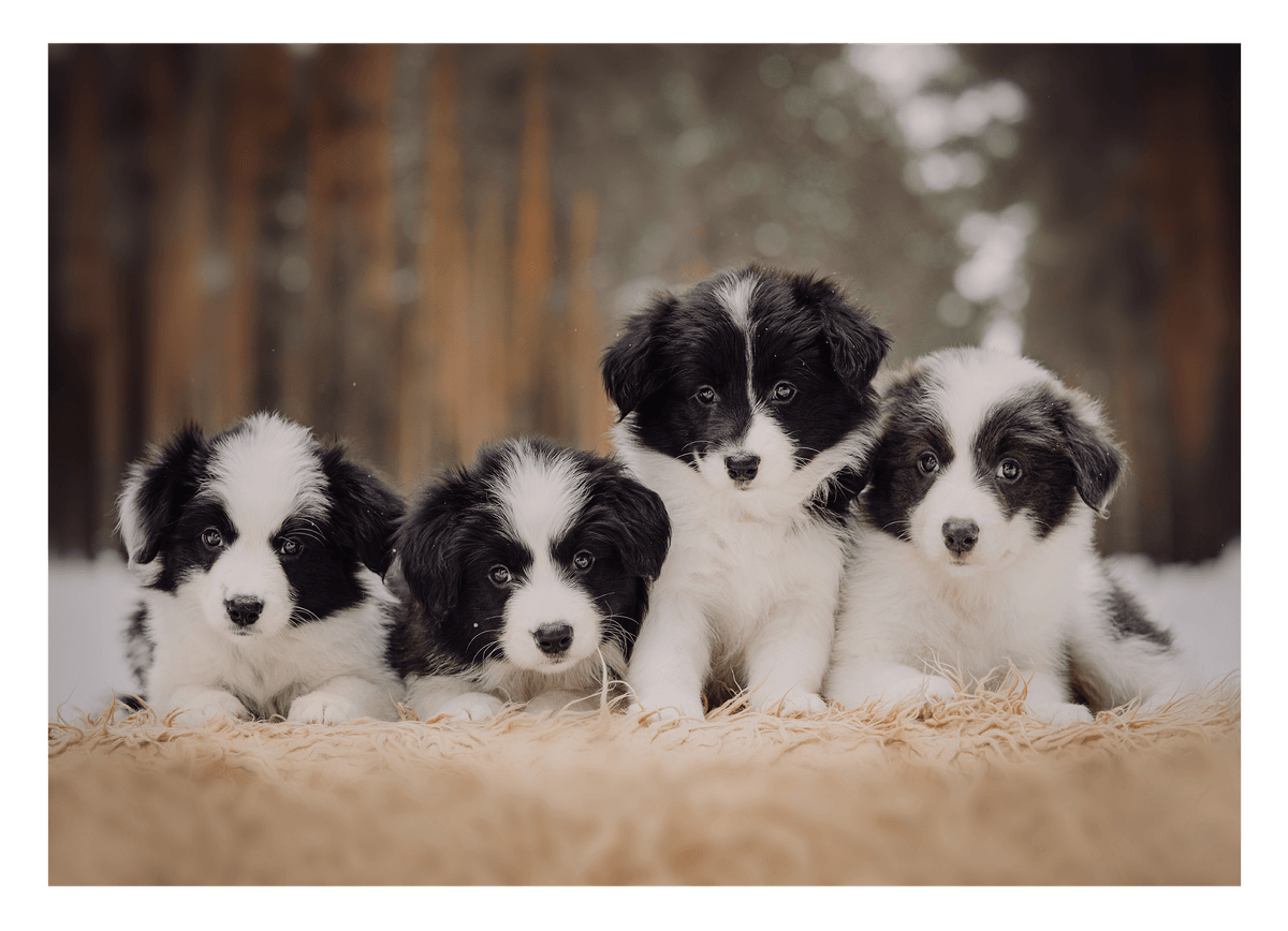 Süße Hundewelpen