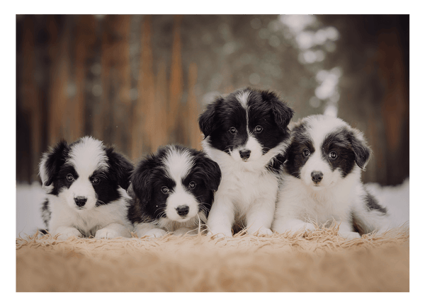 Süße Hundewelpen