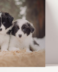 After Hover: Cute puppies