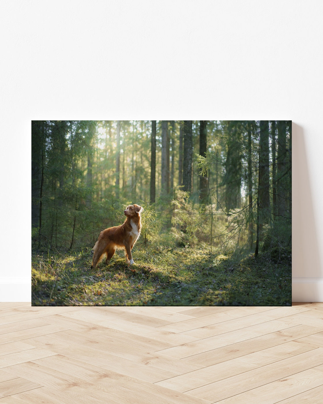 stretched-canvas
