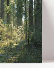 After Hover: Dog in the forest