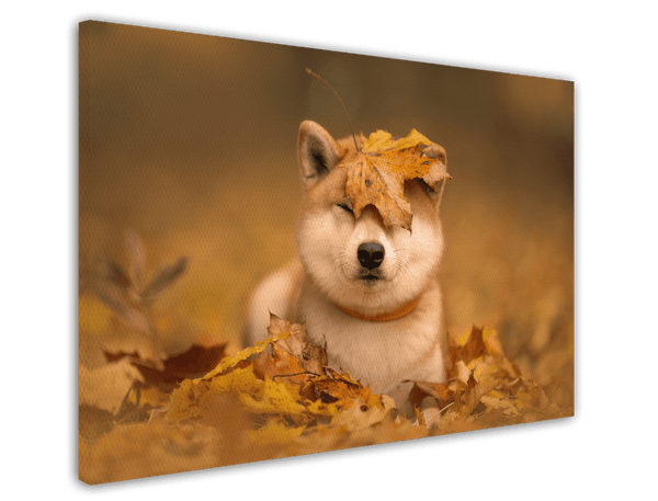 Shiba Inu im Laub