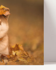 After Hover: Shiba Inu in the leaves