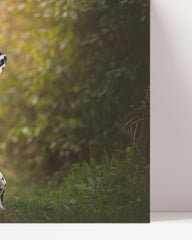 After Hover: Dalmatians in the forest