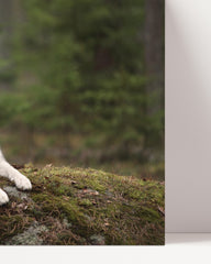 After Hover: Husky in the forest