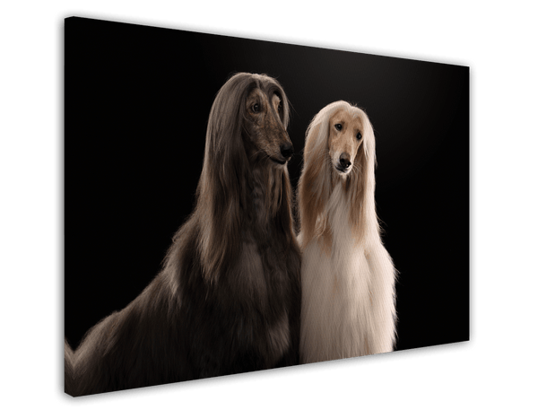 Afghanen-Windhunde