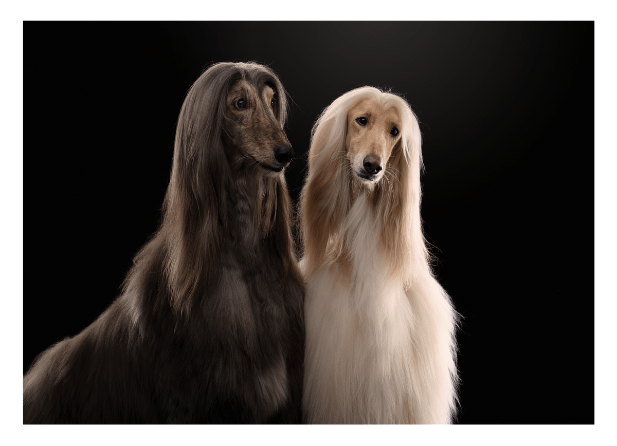 Afghanen-Windhunde