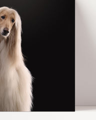 After Hover: Afghan Hounds