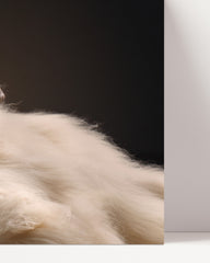 After Hover: Elegant Afghan Hound