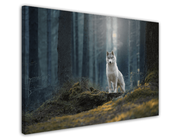 Husky im Wald