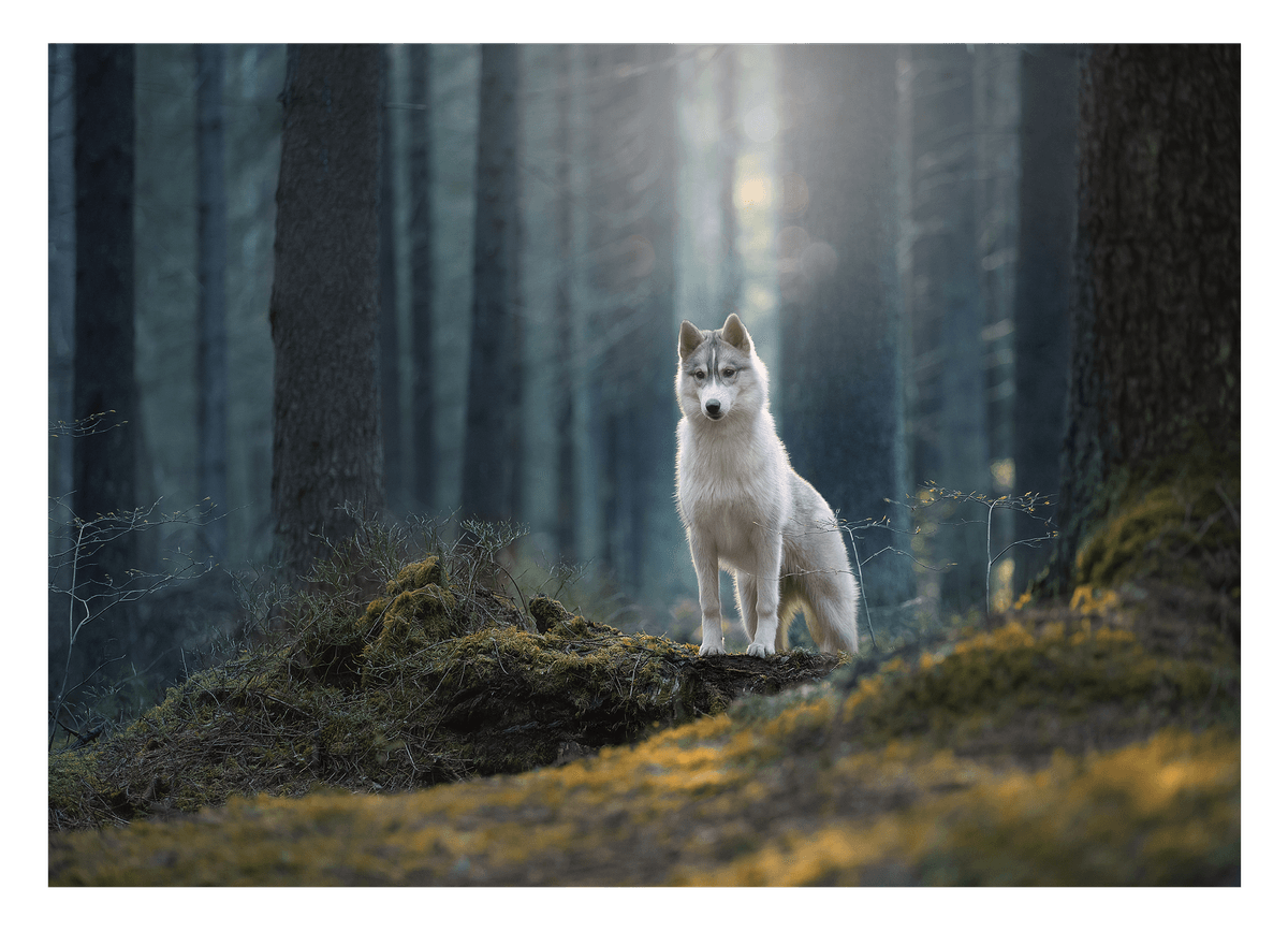 Husky im Wald