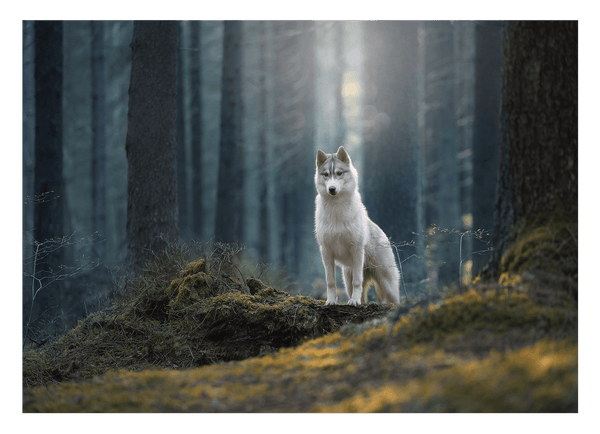 Husky im Wald