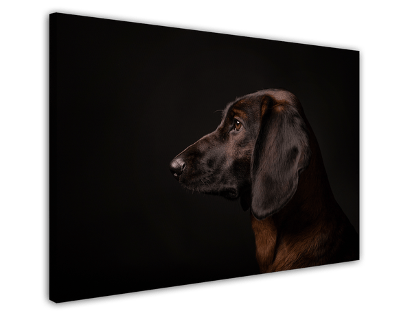 Bayerischer Gebirgsschweißhund - Jagdhund