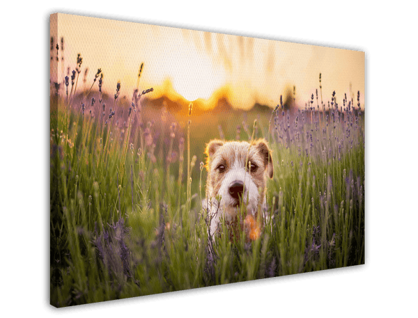 Süßer Hund in Blumenwiese