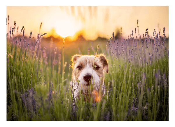Süßer Hund in Blumenwiese