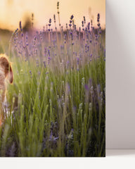 After Hover: Cute dog in a flower meadow
