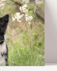 After Hover: Cute dog in a flower landscape