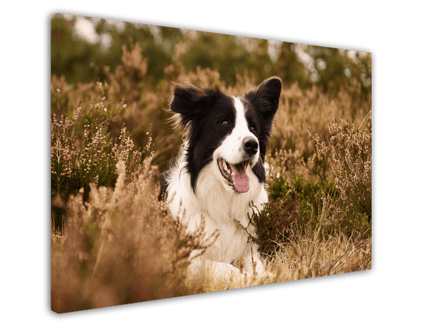 Hund - Border Collie in der Natur