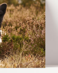 After Hover: Dog - Border Collie in nature