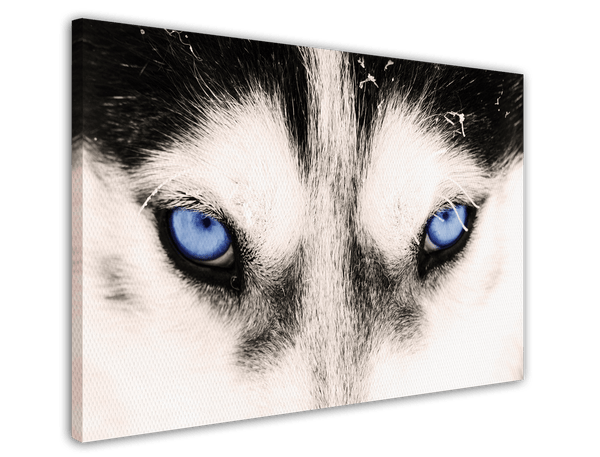 Blaue Husky-Augen
