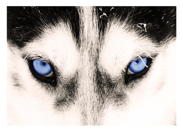 Blaue Husky-Augen