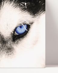 After Hover: Blue Husky eyes