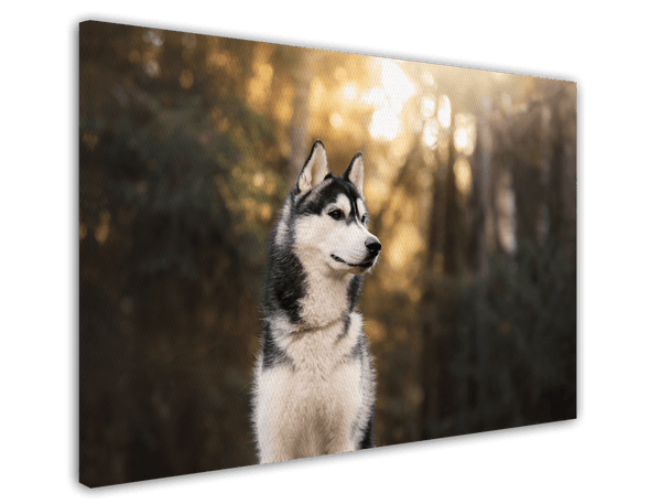 Husky im Wald