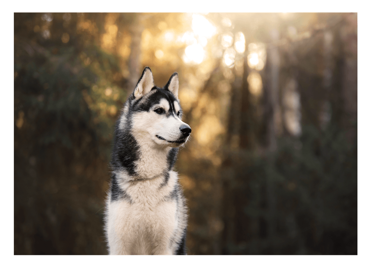 Husky im Wald