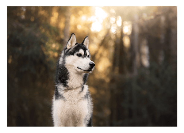 Husky im Wald