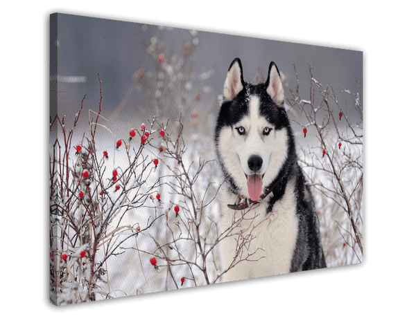 Husky im Winter