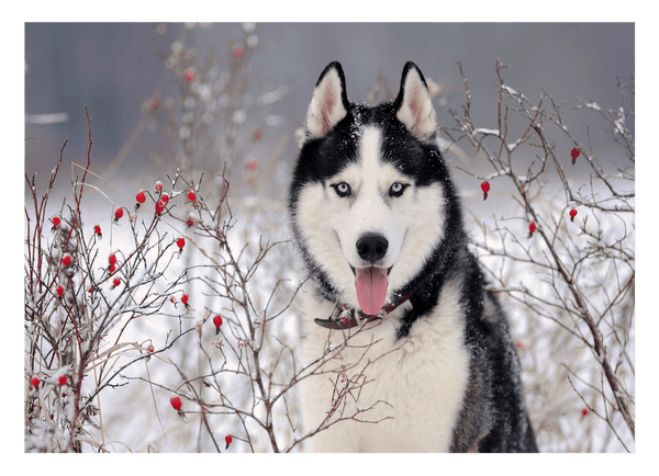 Husky im Winter