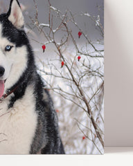 After Hover: Husky in winter