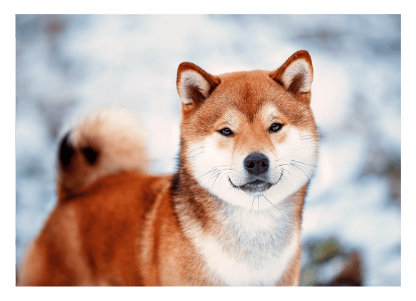 Shiba Inu