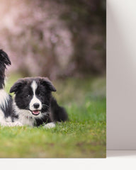After Hover: Border Collies