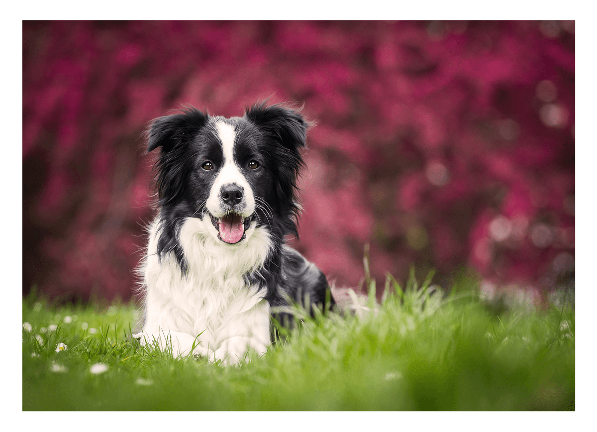 Border Collie auf der Wiese - Hunde Fotografie