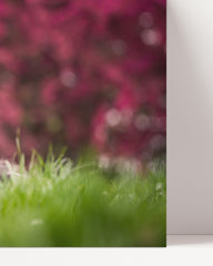 After Hover: Border Collie in the meadow - Dog photography