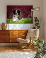 After Hover: Border Collie auf der Wiese - Hunde Fotografie