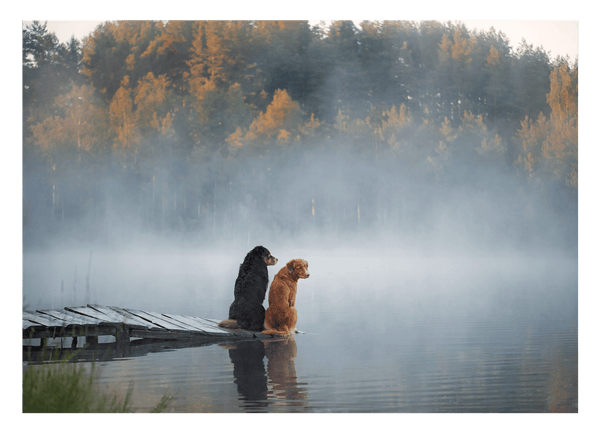 Hunde am See
