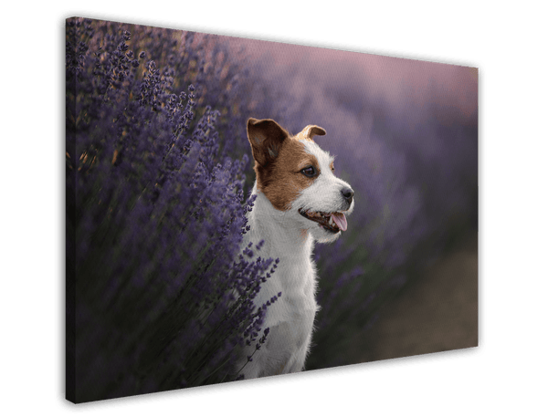 Jack Russel Terrier im Lavendel