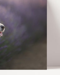 After Hover: Jack Russell Terrier in lavender