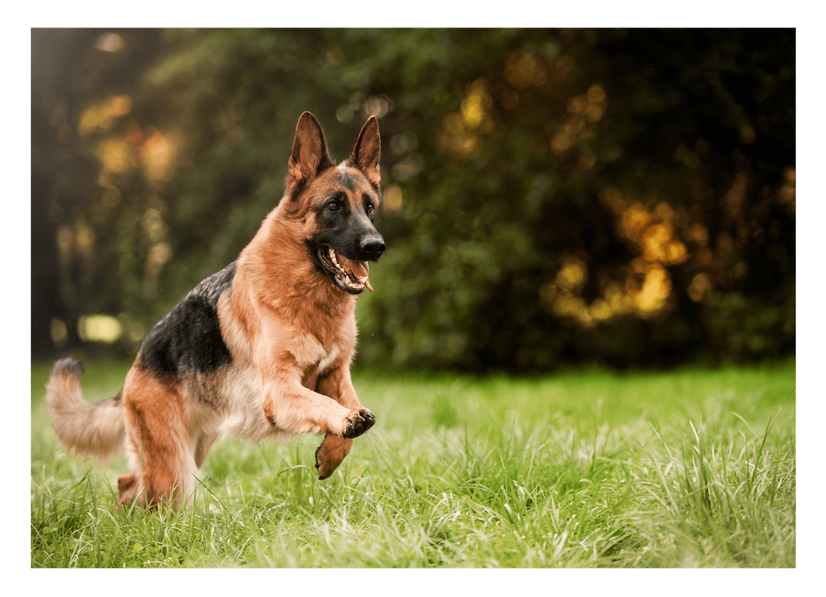Rennender Schäferhund