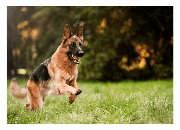 Rennender Schäferhund